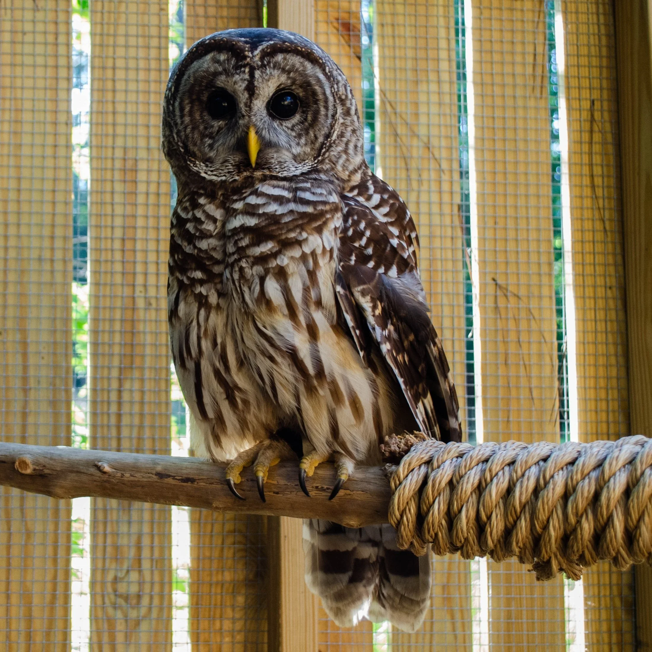 Owl Prowl — Piedmont Wildlife Center